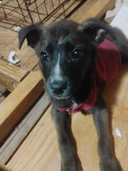 Shepherd Dogs Available for Adoption in Paramus, New Jersey - Marina Del Rey | PetCurious