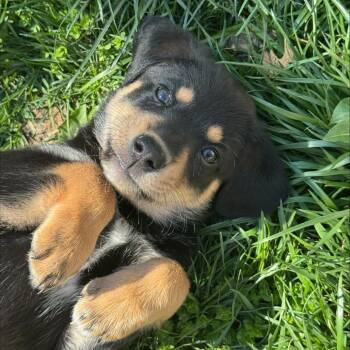 Black Labrador Retriever Dogs Available for Adoption in Kansas City, Kansas - Weston | PetCurious