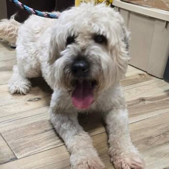 Oso -  Wheaten Terrier Dog for Adoption in Newark, New Jersey - Oso | PetCurious
