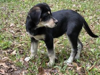 Labrador Retriever and Shepherd Dogs Available for Adoption in South Portland, Maine - Mahli | PetCurious