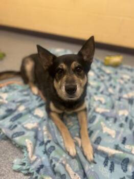 Anna Banana -  German Shepherd Dog and Mixed Breed Dog for Adoption in Westland, Michigan - Anna Banana | PetCurious