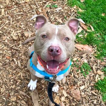 Rescue Pit Bull Terrier Dogs for Adoption in Baltimore, Maryland - Penny | PetCurious