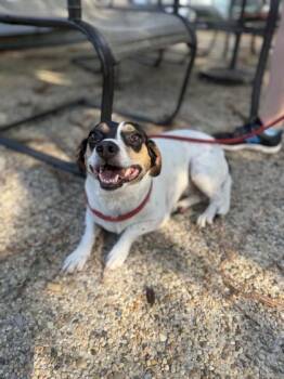 DaisyDoo -  Mixed Breed Dog for Adoption in Covington, Louisiana - DaisyDoo | PetCurious