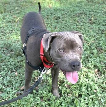 Pit Bull Terrier Dogs Available for Adoption - Gumdrop | PetCurious