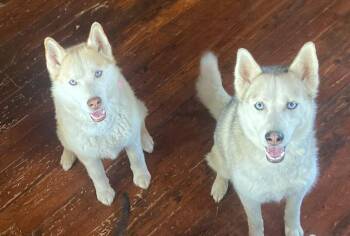 Feyre & Athena - Courtesy Listings see bio -  Husky Dog for Adoption in Polson, Montana - Feyre & Athena - Courtesy Listings See Bio | PetCurious