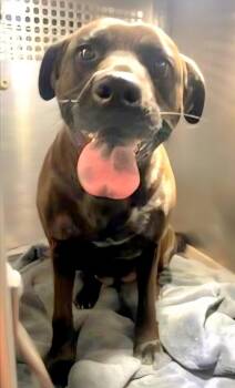 Labrador Retriever Dogs Available for Adoption - Dolce | PetCurious