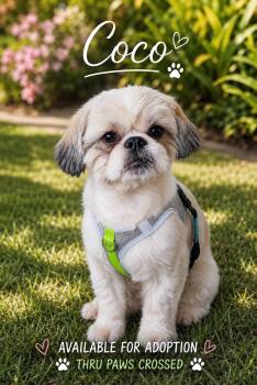 Coco -  Shih Tzu Dog for Adoption in Lehigh Acres, Florida - Coco | PetCurious