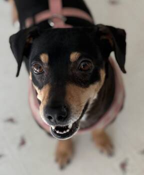 Dachshund and Beagle Dogs Available for Adoption - Mollie | PetCurious