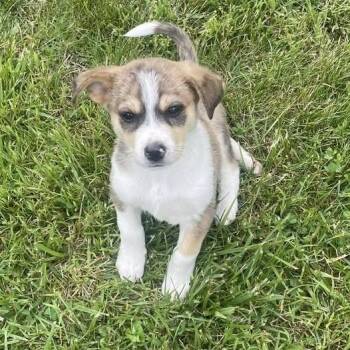 Wirehaired Terrier and Husky Dogs Available for Adoption in New Tazewell, Tennessee - Chipmunk | PetCurious