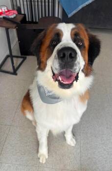 Tobias -  Saint Bernard Dog for Adoption in Magnolia, Texas - Tobias | PetCurious