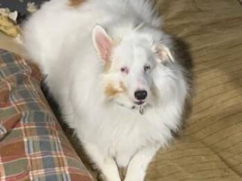 Rescue Shetland Sheepdog Sheltie Dogs for Adoption in Vale, North Carolina - Porthos | PetCurious