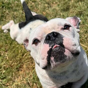 Henry -  English Bulldog and Bulldog Dog for Adoption in Bryan, Texas - Henry | PetCurious