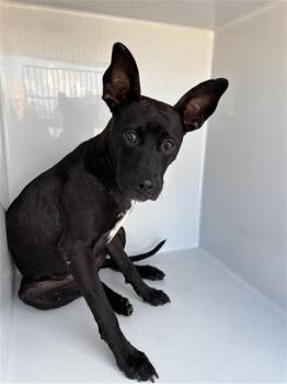 A661987 -  Labrador Retriever and Mixed Breed Dog for Adoption in Houston, Texas - A661987 | PetCurious
