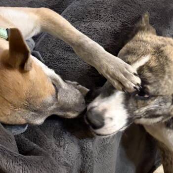 Halloween -  Mixed Breed Dog for Adoption in Buffalo, Minnesota - Halloween | PetCurious