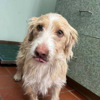 Rescue Dachshund and West Highland White Terrier Westie Dogs for Adoption in Manchester, New Hampshire - Gidget In NH! Come Meet Our Adoptable Dogs! More Info In Bio | PetCurious