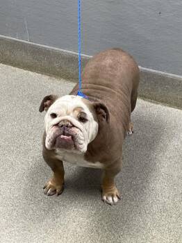 MARY BELLE -  American Bulldog Dog Available for Adoption in Las Vegas, Nevada - MARY BELLE | PetCurious