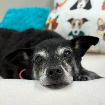 Baby Girl -  Chihuahua Dog for Adoption in Mt. Juliet, Tennessee - Baby Girl | PetCurious