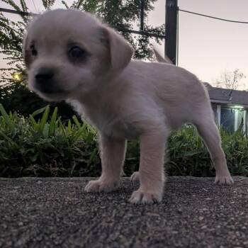 Shaggy -  Chihuahua Dog for Adoption in Liverpool, Texas - Shaggy | PetCurious