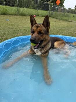 RICO -  Mixed Breed Dog for Adoption in Holbrook, New York - RICO | PetCurious