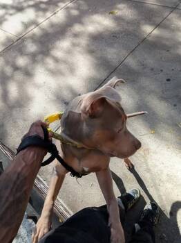 Sol-Set -  Mixed Breed Dog for Adoption - Sol-Set | PetCurious