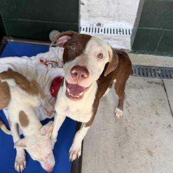 Bubbilicious -  Terrier and Mixed Breed Dog for Adoption in Carencro, Louisiana - Bubbilicious | PetCurious