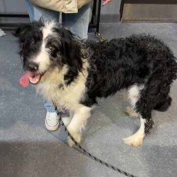 Sheepadoodle Dogs Available for Adoption - Shaggy Doo CM 2/25 | PetCurious