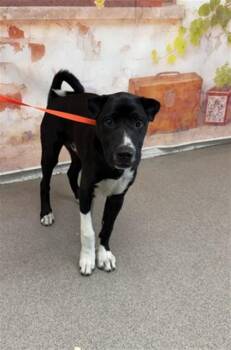 OWEN -  Shar Pei and Pit Bull Terrier Dog for Adoption in San Bernardino, California - OWEN | PetCurious