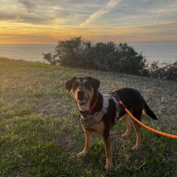 Mixed Breed Dogs Available for Adoption - Lucas | PetCurious