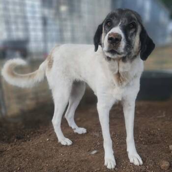 Winnie -  Anatolian Shepherd and Mixed Breed Dog for Adoption in Boone, Iowa - Winnie | PetCurious