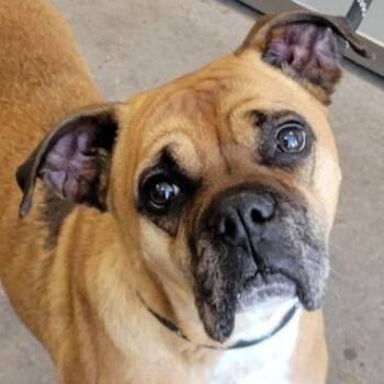 Boxer Dogs Available for Adoption in Denver, Colorado - Harley | PetCurious