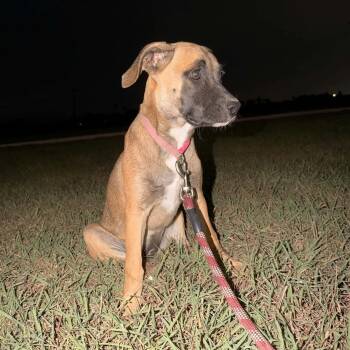 Hope -  Boxer Dog for Adoption in Plainfield, Connecticut - Hope | PetCurious