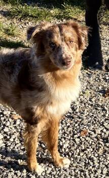 Fritz -  Australian Shepherd Dog for Adoption in Mckeesport, Pennsylvania - Fritz | PetCurious