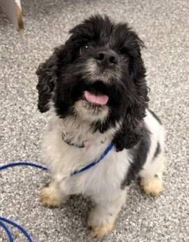 Marion -  Cocker Spaniel Dog for Adoption in Bryan, Ohio - Marion | PetCurious