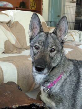 Picatta -  Shepherd Dog Available for Adoption in Grass Valley, California - Picatta | PetCurious