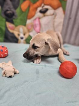 Rescue Labrador Retriever and Shepherd Dogs for Adoption in Covington, Washington - Jovi | PetCurious
