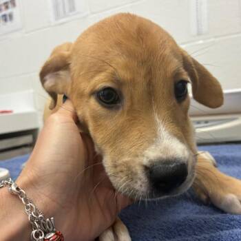 Terrier Dogs Available for Adoption in Corpus Christi, Texas - Vanilla | PetCurious
