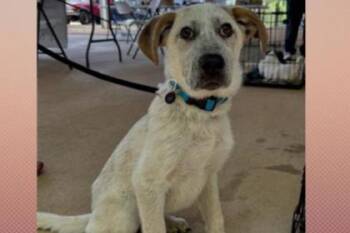 Mixed Breed Dogs Available for Adoption in Westland, Michigan - Dublin | PetCurious