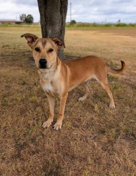 Dirk -  Labrador Retriever and Shepherd Dog for Adoption in Cleburne, Texas - Dirk | PetCurious