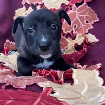 Ginger -  Mountain Cur Dog for Adoption in Cartersville, Georgia - Ginger | PetCurious