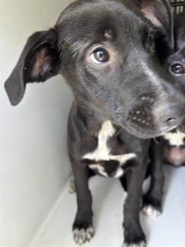 A657645 -  Labrador Retriever Dog for Adoption in Houston, Texas - A657645 | PetCurious