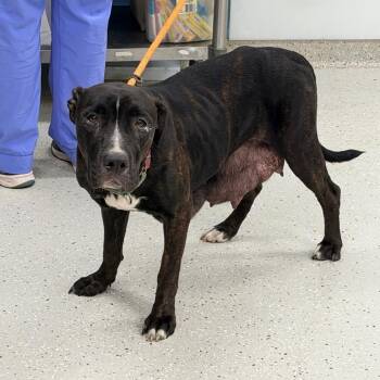 Zaliyah -  Mixed Breed Dog for Adoption in Indianapolis, Indiana - Zaliyah | PetCurious