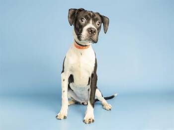 OREO -  Pit Bull Terrier Dog for Adoption in Phoenix, Arizona - OREO | PetCurious