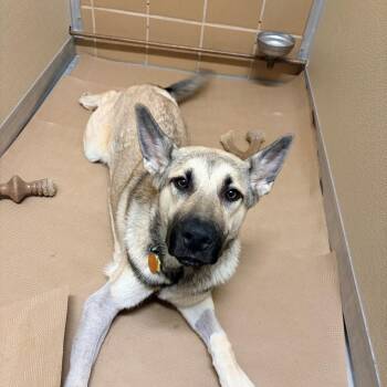 AK0827 Anya -  German Shepherd Dog and Mixed Breed Dog for Adoption in Port Washington, New York - AK0827 Anya | PetCurious