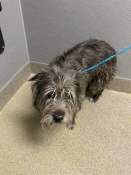 Poodle and Mixed Breed Dogs Available for Adoption in Las Vegas, Nevada - VELMA | PetCurious