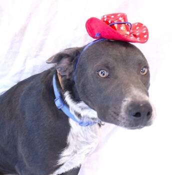 Nylo -  Pit Bull Terrier and Australian Cattle Dog Blue Heeler Dog for Adoption in Rifle, Colorado - Nylo | PetCurious