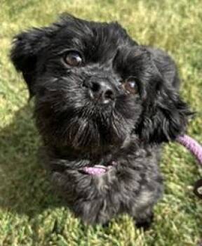 Rescue Shih Tzu Dogs for Adoption in Birmingham, Michigan - EWA- Needs A Forever Home! | PetCurious