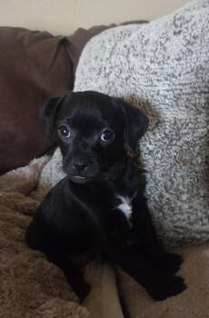 Pug and Chihuahua Dogs Available for Adoption in Cave Creek, Arizona - Uno | PetCurious