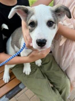 Yang -  Border Collie and Mixed Breed Dog for Adoption in Blountville, Tennessee - Yang | PetCurious