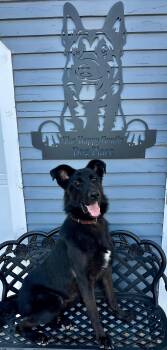 Colonel -  German Shepherd Dog Dog for Adoption - Colonel | PetCurious