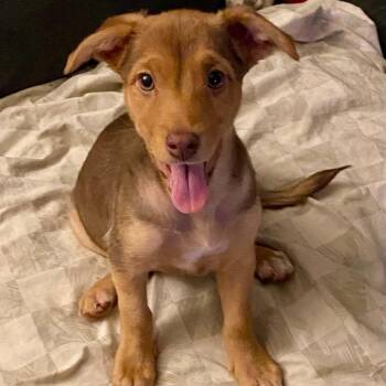 Willow -  Shepherd Dog for Adoption in Antioch, California - Willow | PetCurious